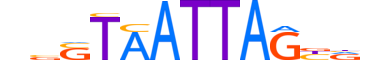 HXD3.H13CORE.0.SM.B reverse-complement motif logo (HOXD3 gene, HXD3_HUMAN protein)