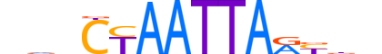 LBX2.H13CORE.0.S.B motif logo (LBX2 gene, LBX2_HUMAN protein)