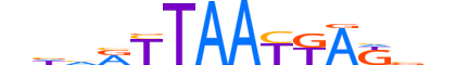 LBX2.H13CORE.2.M.C reverse-complement motif logo (LBX2 gene, LBX2_HUMAN protein)