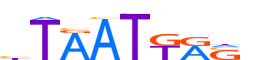 LHX2.H13CORE.0.PS.A motif logo (LHX2 gene, LHX2_HUMAN protein)