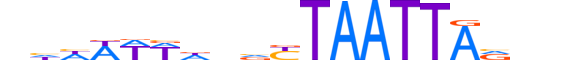 LHX2.H13CORE.1.S.C motif logo (LHX2 gene, LHX2_HUMAN protein)