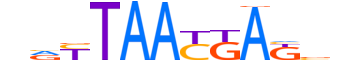 LHX9.H13CORE.1.M.B motif logo (LHX9 gene, LHX9_HUMAN protein)