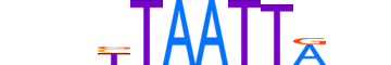 LMX1A.H13CORE.0.SM.B motif logo (LMX1A gene, LMX1A_HUMAN protein)