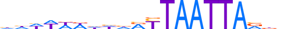 LMX1B.H13CORE.2.S.B reverse-complement motif logo (LMX1B gene, LMX1B_HUMAN protein)