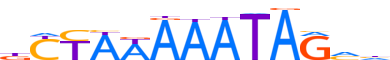 MEF2A.H13CORE.0.P.B reverse-complement motif logo (MEF2A gene, MEF2A_HUMAN protein)