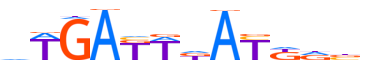 MEIS2.H13CORE.0.P.C motif logo (MEIS2 gene, MEIS2_HUMAN protein)