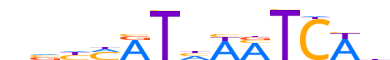 MEIS2.H13CORE.0.P.C reverse-complement motif logo (MEIS2 gene, MEIS2_HUMAN protein)