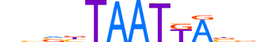 MEOX1.H13CORE.0.SM.B motif logo (MEOX1 gene, MEOX1_HUMAN protein)