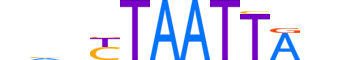 MIXL1.H13CORE.1.S.B reverse-complement motif logo (MIXL1 gene, MIXL1_HUMAN protein)