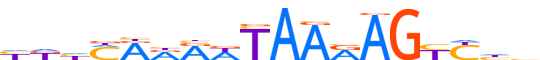 MYNN.H13CORE.0.P.B reverse-complement motif logo (MYNN gene, MYNN_HUMAN protein)