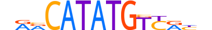 NGN1.H13CORE.0.SM.B reverse-complement motif logo (NEUROG1 gene, NGN1_HUMAN protein)