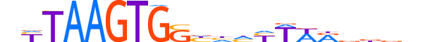 NKX32.H13CORE.1.S.B motif logo (NKX3-2 gene, NKX32_HUMAN protein)