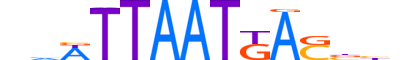 NKX63.H13CORE.0.SM.B motif logo (NKX6-3 gene, NKX63_HUMAN protein)