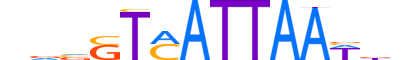NKX63.H13CORE.0.SM.B reverse-complement motif logo (NKX6-3 gene, NKX63_HUMAN protein)