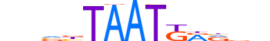 NOTO.H13CORE.0.SM.B reverse-complement motif logo (NOTO gene, NOTO_HUMAN protein)