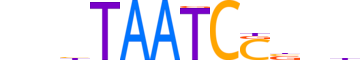 OTX1.H13CORE.0.SM.B reverse-complement motif logo (OTX1 gene, OTX1_HUMAN protein)