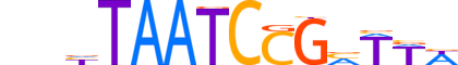 OTX1.H13CORE.1.S.B reverse-complement motif logo (OTX1 gene, OTX1_HUMAN protein)