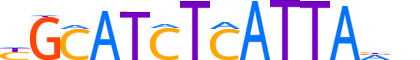 PIT1.H13CORE.0.SM.B reverse-complement motif logo (POU1F1 gene, PIT1_HUMAN protein)