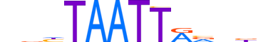 PRRX1.H13CORE.0.S.B motif logo (PRRX1 gene, PRRX1_HUMAN protein)