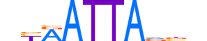 PRRX2.H13CORE.0.SM.B reverse-complement motif logo (PRRX2 gene, PRRX2_HUMAN protein)