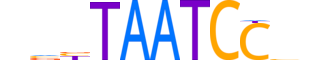 RHXF2.H13CORE.0.SM.B reverse-complement motif logo (RHOXF2 gene, RHXF2_HUMAN protein)