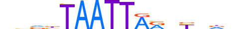 RX.H13CORE.0.SM.B reverse-complement motif logo (RAX gene, RX_HUMAN protein)