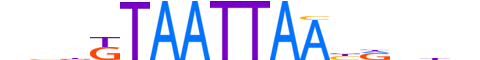 SKOR1.H13CORE.1.S.C reverse-complement motif logo (SKOR1 gene, SKOR1_HUMAN protein)