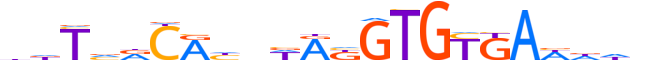 TBX19.H13CORE.0.PS.A motif logo (TBX19 gene, TBX19_HUMAN protein)