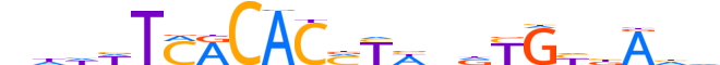 TBX19.H13CORE.0.PS.A reverse-complement motif logo (TBX19 gene, TBX19_HUMAN protein)