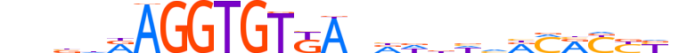 TBX5.H13CORE.2.S.B motif logo (TBX5 gene, TBX5_HUMAN protein)