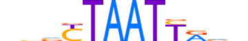 TLX2.H13CORE.0.SM.B reverse-complement motif logo (TLX2 gene, TLX2_HUMAN protein)