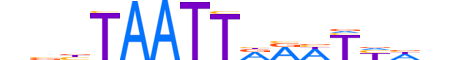 UNC4.H13CORE.0.S.B reverse-complement motif logo (UNCX gene, UNC4_HUMAN protein)