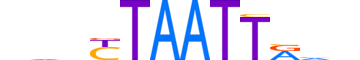 UNC4.H13CORE.1.S.B reverse-complement motif logo (UNCX gene, UNC4_HUMAN protein)