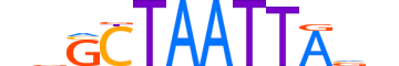 VSX1.H13CORE.0.SM.B reverse-complement motif logo (VSX1 gene, VSX1_HUMAN protein)