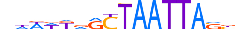 VSX1.H13CORE.1.SM.B reverse-complement motif logo (VSX1 gene, VSX1_HUMAN protein)