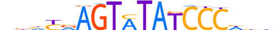 ZKSCAN4.H13CORE.0.SG.A motif logo (ZKSCAN4 gene, ZKSC4_HUMAN protein)