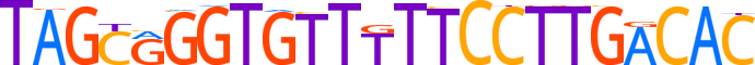 ZN443.H13CORE.0.P.C motif logo (ZNF443 gene, ZN443_HUMAN protein)