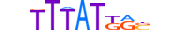 CDX1.H13CORE.1.S.B motif logo (CDX1 gene, CDX1_HUMAN protein)