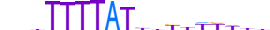 CPEB1.H13CORE.1.S.B motif logo (CPEB1 gene, CPEB1_HUMAN protein)