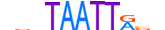 DLX1.H13CORE.1.PSM.A motif logo (DLX1 gene, DLX1_HUMAN protein)