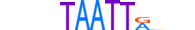 DLX2.H13CORE.0.PSM.A motif logo (DLX2 gene, DLX2_HUMAN protein)