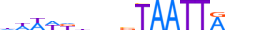 DLX4.H13CORE.1.S.C motif logo (DLX4 gene, DLX4_HUMAN protein)