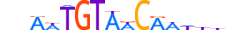 DMRTA.H13CORE.0.SM.B motif logo (DMRTA1 gene, DMRTA_HUMAN protein)