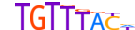 FOXP1.H13CORE.0.PS.A motif logo (FOXP1 gene, FOXP1_HUMAN protein)