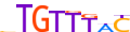 FOXP2.H13CORE.0.P.B motif logo (FOXP2 gene, FOXP2_HUMAN protein)