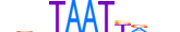 LHX1.H13CORE.0.S.C motif logo (LHX1 gene, LHX1_HUMAN protein)