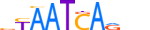 LHX6.H13CORE.0.P.B motif logo (LHX6 gene, LHX6_HUMAN protein)