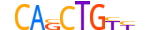 MYOD1.H13CORE.1.PSM.A motif logo (MYOD1 gene, MYOD1_HUMAN protein)