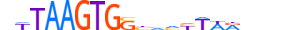 NKX32.H13CORE.1.S.B motif logo (NKX3-2 gene, NKX32_HUMAN protein)