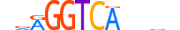 NR2C1.H13CORE.0.S.C motif logo (NR2C1 gene, NR2C1_HUMAN protein)